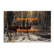 White-Tailed Deer  - #XBHD0003  -  PRINT