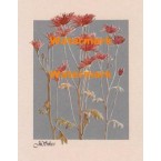 Spidermums on Silver  - #XBPP377  -  PRINT