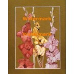 Gladiolas with Gold  - XBPP378  -  PRINT