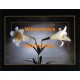 White Lilies  - #XBPP422  -  PRINT