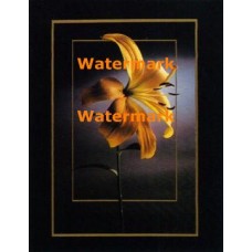 Midnight Yellow Lily  - #XBPP425  -  PRINT