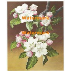 Apple Blossoms  - #XM3008  -  PRINT