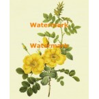 Floral  - XM3011  -  PRINT