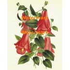Lampageria Rosea  - XM3017  -  PRINT