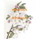 Apple Blossoms  - #XM401  -  PRINT