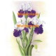 Purple and Lavendar Irises  - #XM4207  -  PRINT