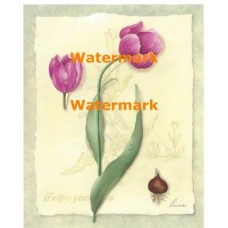 Botanical Tulips I  - #XM4208  -  PRINT