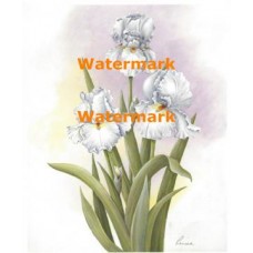 White Irises  - #XM423  -  PRINT
