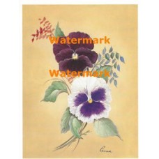 Pansies  - #XM461  -  PRINT