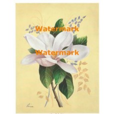 Magnolia  - #XM466 -  PRINT