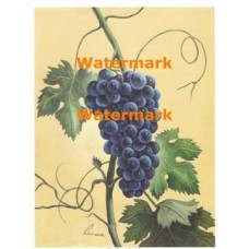 Blue Grapes  - #XM471 -  PRINT