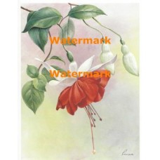 Red/White Fuchsia - #XM475  -  PRINT