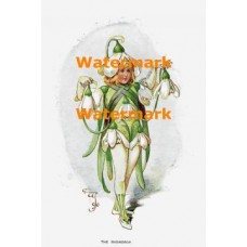 The Snowdrop  - XM808  -  PRINT
