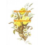 Tulips & Daisies  - #XS5870  -  PRINT