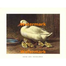 Duck And Ducklings  - XS10722  -  PRINT