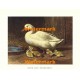 Duck And Ducklings  - XS10722  -  PRINT