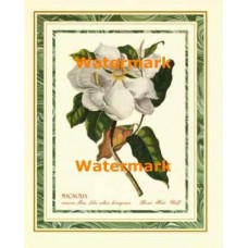 1.  Magnolia  - #XS13111  -  PRINT