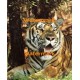 Save The Animals  - XS15426  -  PRINT