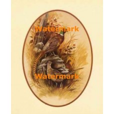 Pheasants  - XS5922  -  PRINT