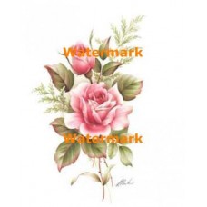 Soft Pink Roses  - XS6534  -  PRINT