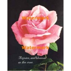 Rejoice  - XS8846  -  PRINT