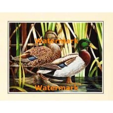 Ducks  - XS14175  -  PRINT