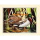 Ducks  - XS14175  -  PRINT