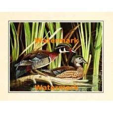 Ducks  - XS14176  -  PRINT