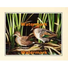 Ducks  - XS14177  -  PRINT