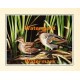 Ducks  - XS14177  -  PRINT