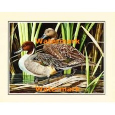 Ducks  - XS14178  -  PRINT