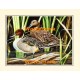 Ducks  - XS14178  -  PRINT