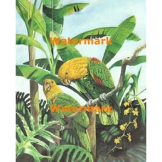 1.  Birds  - #XS15834  -  PRINT