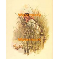 Ducklings  - XS1229  -  PRINT