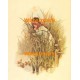 Ducklings  - XS1229  -  PRINT