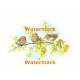 Three Birds  - #XS203  -  PRINT