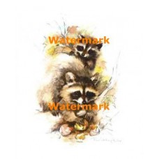 Raccoons  - XS3548  -  PRINT