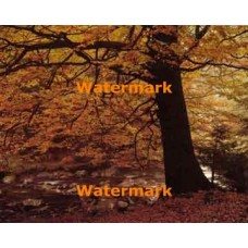 Majestic Tree  - #XS3983  -  PRINT