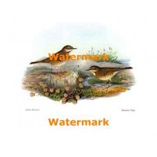Meadow Pipit  - #XS867  -  PRINT