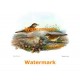 Meadow Pipit  - #XS867  -  PRINT