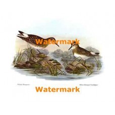 White-Rumped Sandpiper  - #XS868  -  PRINT