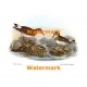 White-Rumped Sandpiper  - #XS868  -  PRINT