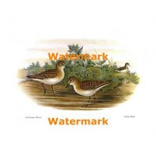 Little Stint  - #XS869  -  PRINT
