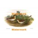 Little Stint  - #XS869  -  PRINT