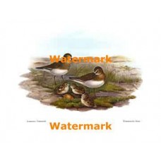 Temmincks Stint  - #XS870  -  PRINT