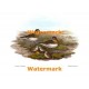 Temmincks Stint  - #XS870  -  PRINT