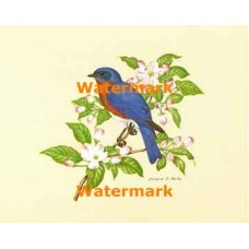 Bluebird  - XS463  -  PRINT