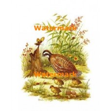 Family  - #XS2588  -  PRINT