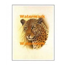 Leopard Study  - #XS3464  -  PRINT