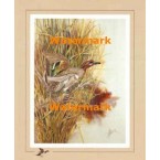 Green Winged Teal:  Marsh Reed Duckport  - XS12202  -  PRINT
